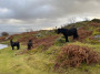 Fell ponies