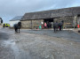 Black horse farm