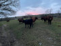 Cattle near Lindale Cattle near Lindale