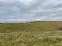 Belted Galloways Belted Galloways
