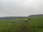 Sheep on the fell Sheep on the fell