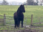 Hello from the pony