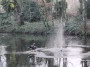Big bird bath Big bird bath