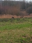 Deer oh deer