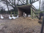 Animal farm Animal farm