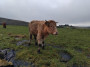 Moo to you too