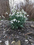 Gotta love a bunch of snowdrops Gotta love a bunch of snowdrops