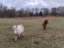 Cute ponies