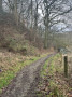 Woodland track Woodland track