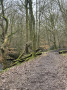 Another woodland track Another woodland track