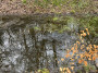 Reflective puddle Reflective puddle