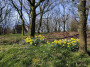 Lovely spring daffodils Lovely spring daffodils