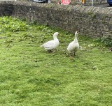 Mrs Puddleduck defending her territory