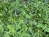 The first Bluebells The first Bluebells