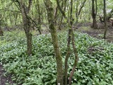 Wild garlic Wild garlic