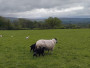Mum and lambs Mum and lambs