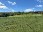 How many shades of green?