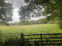Lots of greenery today
