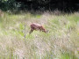 Deer oh deer