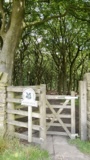 Into Buckden Wood