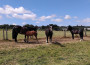 Horses in the field