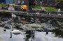 Cygnets on the canal