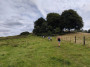 Across the fields