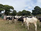 Mind the bullocks