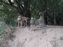 Otis and deer at Brockholes