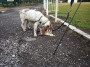 Luna enjoys her crisps