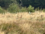 Deer oh deer