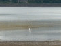 Egret in the water