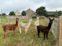 Alpaca greetings