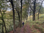 Wood walking