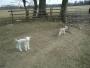 Recce - Aaah, cute lambs Recce - Aaah, cute lambs