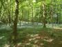 Lovely Bluebell wood Lovely Bluebell wood