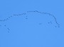  Geese Migration