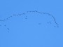 Geese Migration Geese Migration