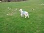  Spring lamb