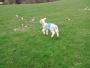Spring lamb Spring lamb