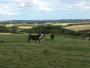 Dancing cows Dancing cows