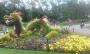Topiary dragon on Rob's walk Topiary dragon on Rob's walk