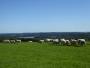  Sheep and Darwell reservoir