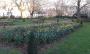 daffodils in Arlington Square daffodils in Arlington Square