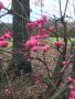 Colourful Spindle Berries decorating the hedgerow Colourful Spindle Berries decorating the hedgerow