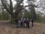 The big Tree The big Tree