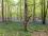 Bluebell Woods Bluebell Woods