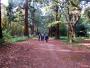 Essex Redwoods Essex Redwoods