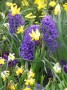 Flowers spring eternal Flowers spring eternal