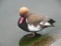  A fine example of Alopochen Aegyptiacus or its a duck